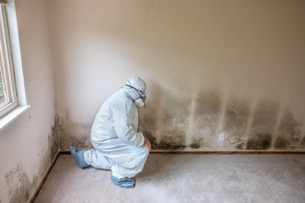 Reliable Marlboro Village, MD Mold Remediation Solutions